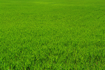 Naklejka na ściany i meble Green grass background