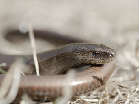 Orvet - Slow-worm (anguis fragilis)