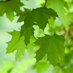 Leaves. Beautiful colors of summer