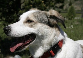 Lupetto da compagnia