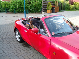 Hund im Cabriolet