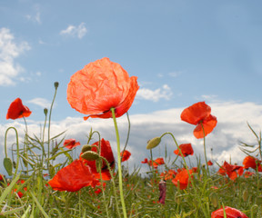 poppies against the sky