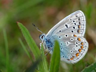 Fototapeta na wymiar Common blue butterfly