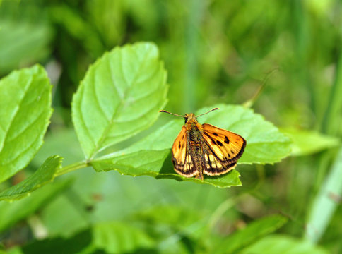 Rare Northern Chequered Skipper