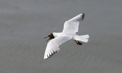 Lachmöwe im Wattenmeer