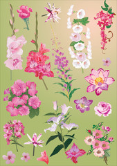 pink flower set on green background