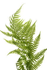 fern close up