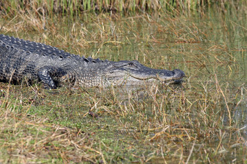 Alligator sonnt sich im.Everglades Nationalpark