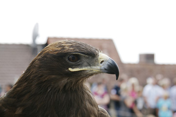 Fototapeta premium Adler