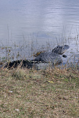 Alligator sonnt sich im.Everglades Nationalpark