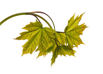 bright maple foliage on white