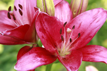 Two lilies - red and pink