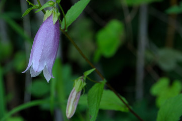 ホタルブクロ　Campanula punctata