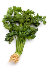 Juicy Celery on white background