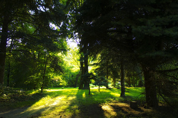 Naklejka premium Backlight trees in the park