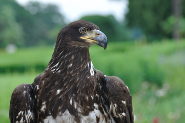 Portrait of eagle