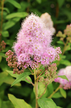 Kolbenspiere Triumphans - Spiraea