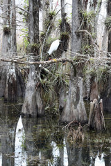 Everglades an der Loop Road bei Pinecrest