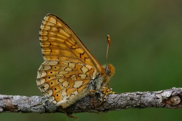 Obraz premium Papillon damier de la succise