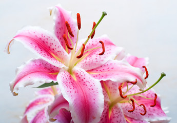 Pink lilies on light