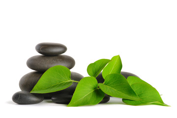Zen stones and plant on the white background