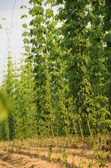 der hopfen wächst hop, farming, crop, tendril, heaven, sunlight, blurred, sunbeam, tradition,...