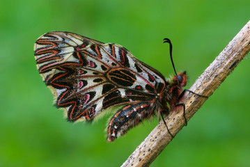 Papillon Diane