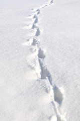 Fototapeta na wymiar Walking on snow. Footprints.