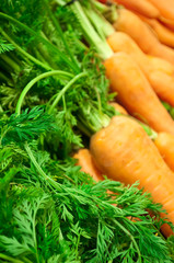 Obraz na płótnie Canvas Freshly picked carrots