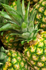 Obraz premium Pineapples.