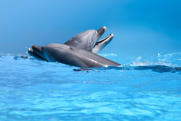 Obraz premium Couple Of Dolphins In The Blue Water