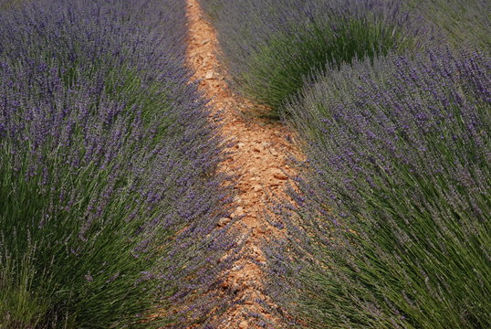 lavande et provence