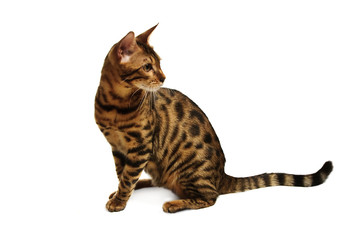 Fototapeta na wymiar Bengal cat