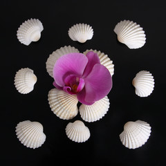 Orchideé und Muscheln