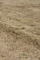 Erba secca, paglia