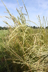 Fototapeta premium céréale