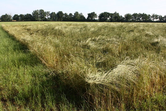 champs &agrave; faucher