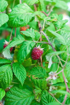 himbeeren