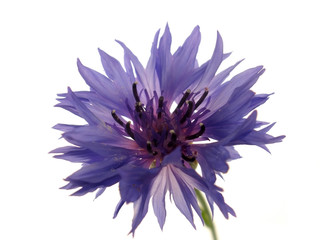 blue flowers on the isolate white background