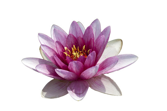 Wasserrose Images – Browse 790 Stock Photos, Vectors, and Video