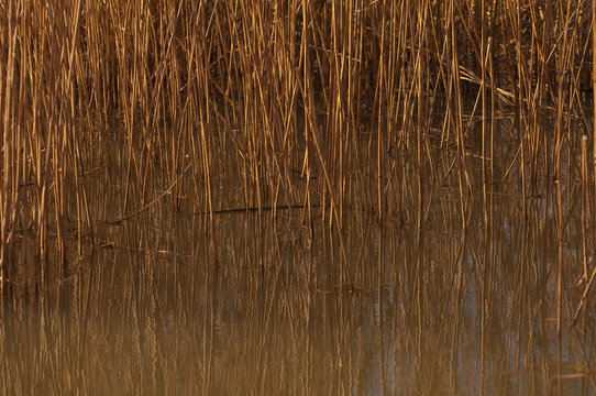 reflecton on river reeds
