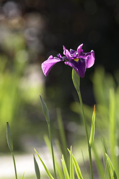 Sibirian violet iris