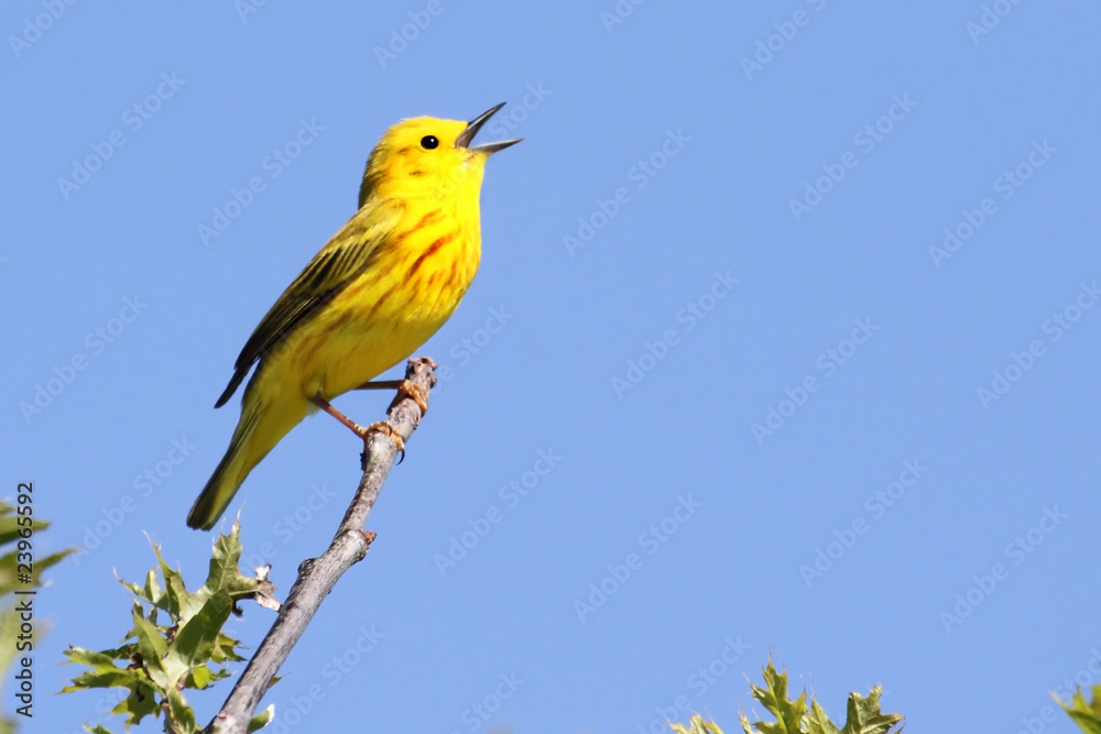 Wall mural Yellow Warbler (Dendroica petechia) Singing