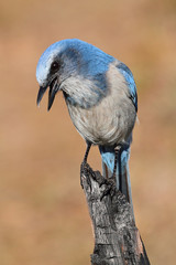Endangered Florida Scrub-Jay