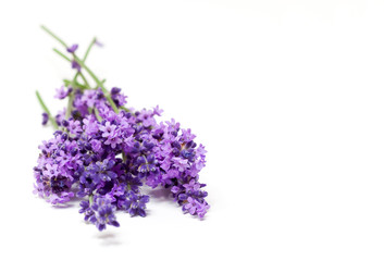 Lavendel  Lavendelbund