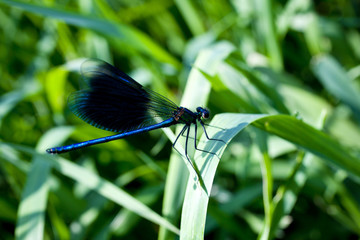Libellula
