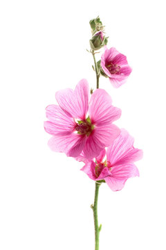 Pink Malva Flowers