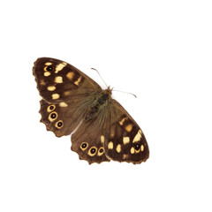 Fototapeta premium Speckled Wood Butterfly