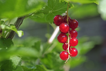 johannisbeeren 2