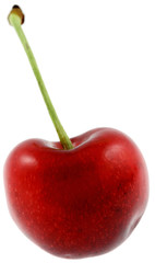 cerise burlat, fond blanc